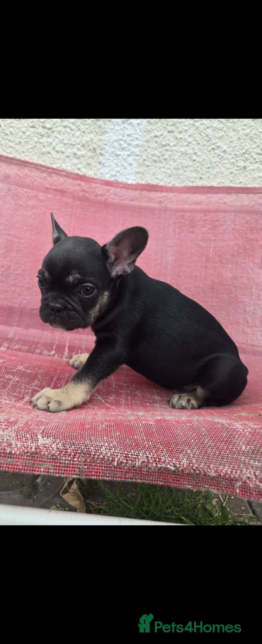 French Bulldog dogs 3 Stunning French bulldog puppies left - Advert 18