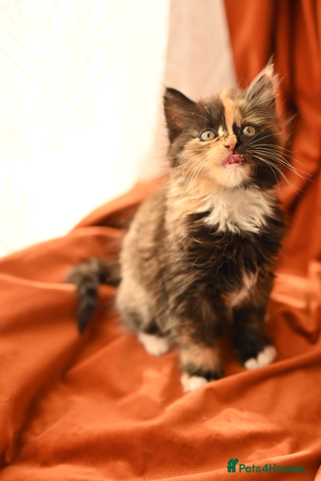 British Longhair cats for sale: 4 British Longhair x Persian Chinchilla Kittens  - Image 4