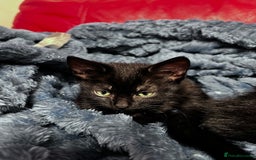 American Shorthair cats for sale: Cute 4 little females ready to go to new home - Image 5