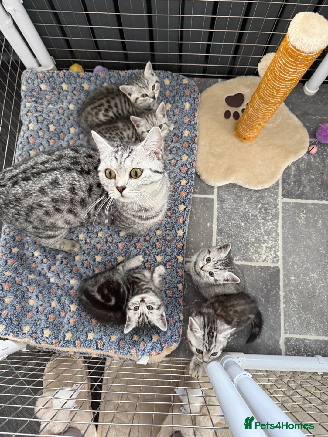 British Shorthair cats for sale: British Shorthair Silver Kittens  - Advert 1
