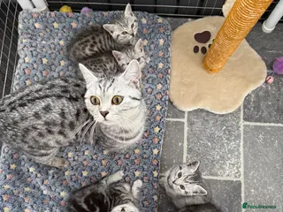British Shorthair cats British Shorthair Silver Kittens - Advert 2