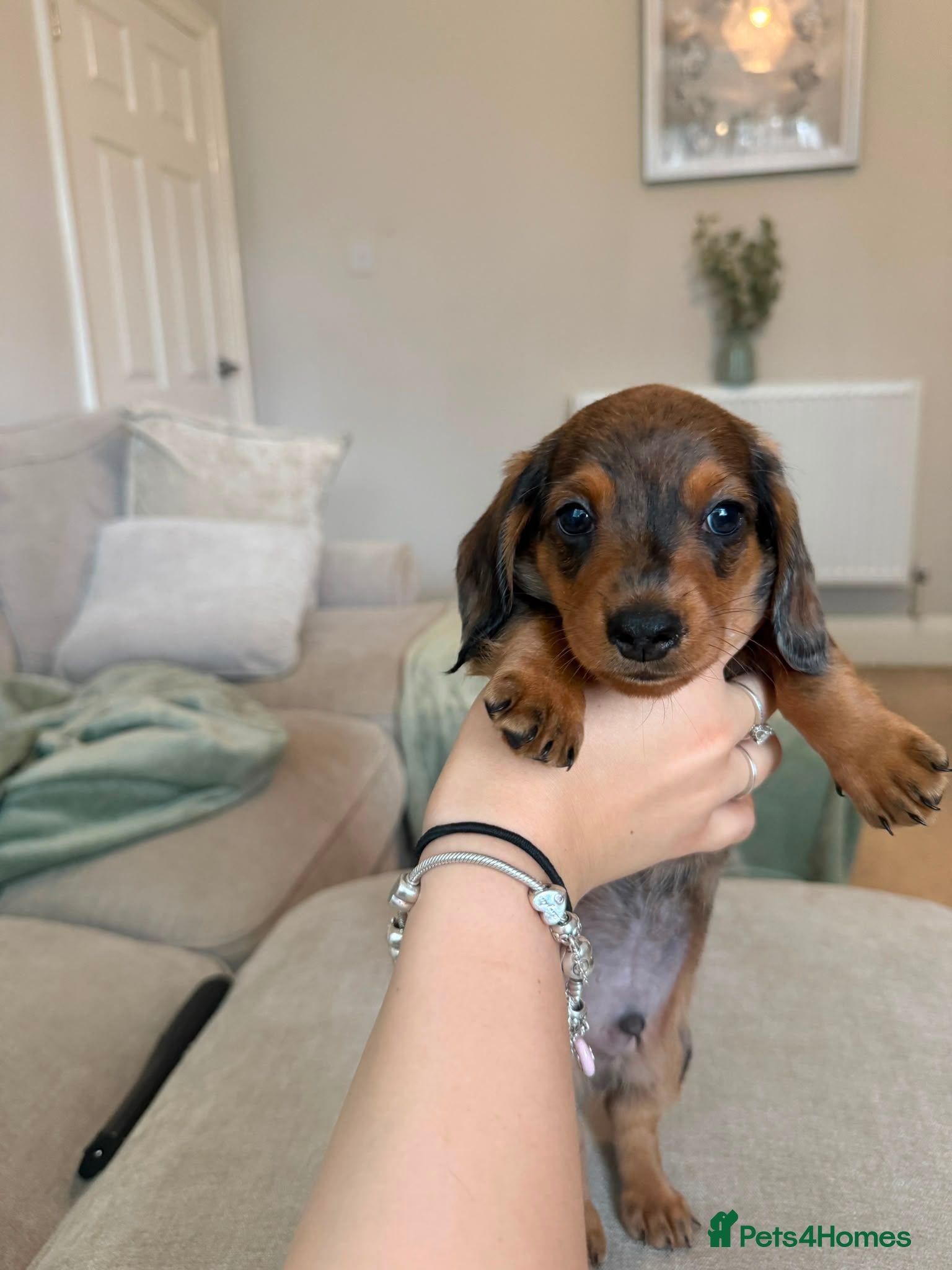 Miniature Dachshund dogs REDUCED ⚠️ MINIATURE DACHSHUNDS  - Advert 5