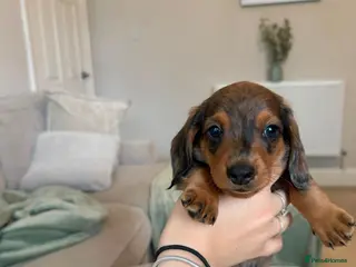 Miniature Dachshund dogs REDUCED ⚠️ MINIATURE DACHSHUNDS - Advert 5