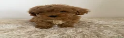 Maltipoo dogs for sale: Beautiful puppies for sale - Advert 12