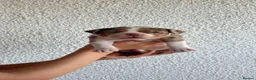 American Bully dogs for sale: Micro bully babies 🐶🩷💙 - Advert 24