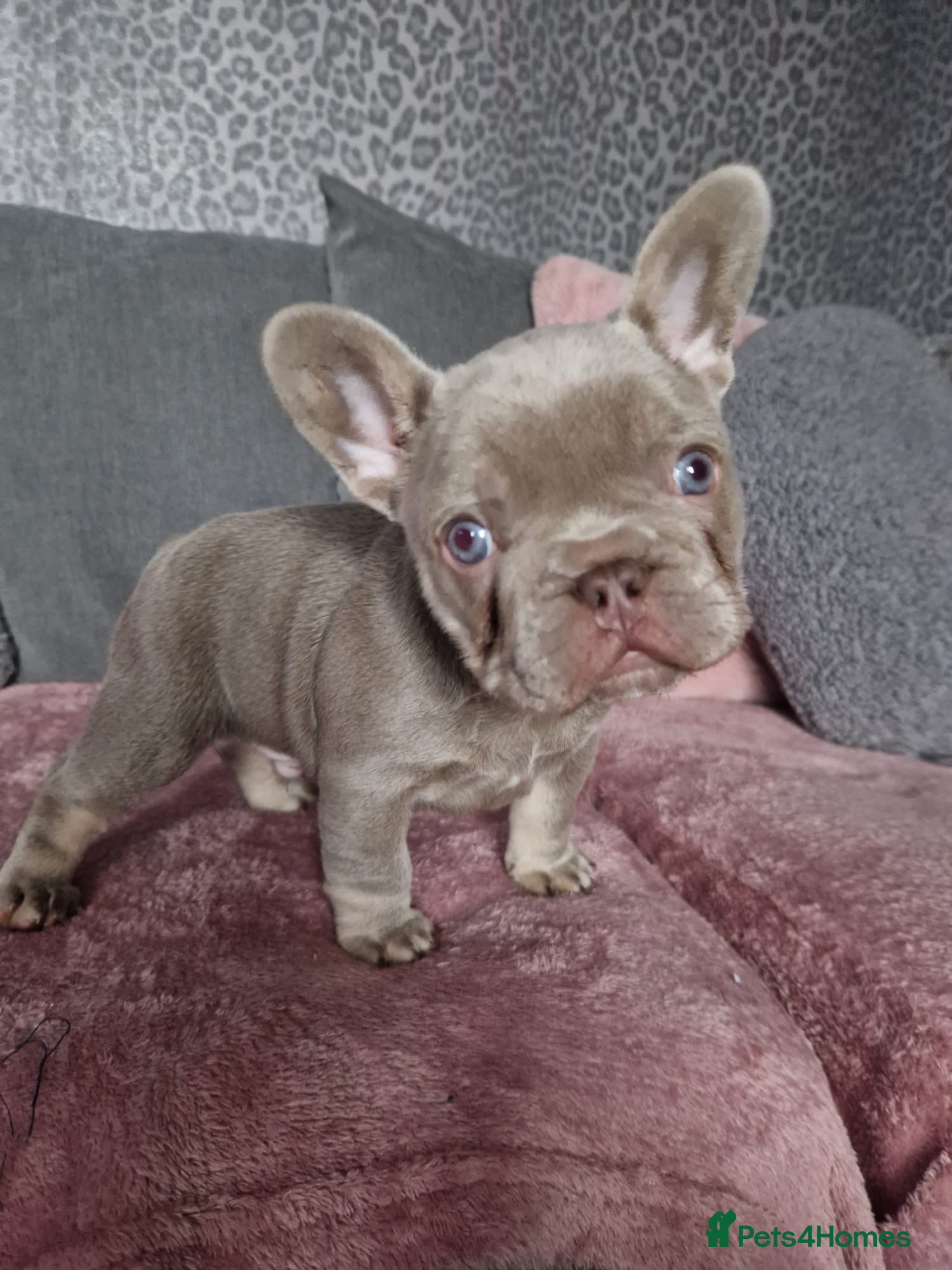 French Bulldog dogs Isabella Frenchie  - Advert 18