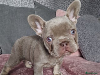 French Bulldog dogs Isabella Frenchie - Advert 18