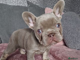French Bulldog dogs Isabella Frenchie - Advert 16