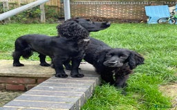 Cocker Spaniel dogs for sale: Litter of cocker spaniels due September  - Image 4