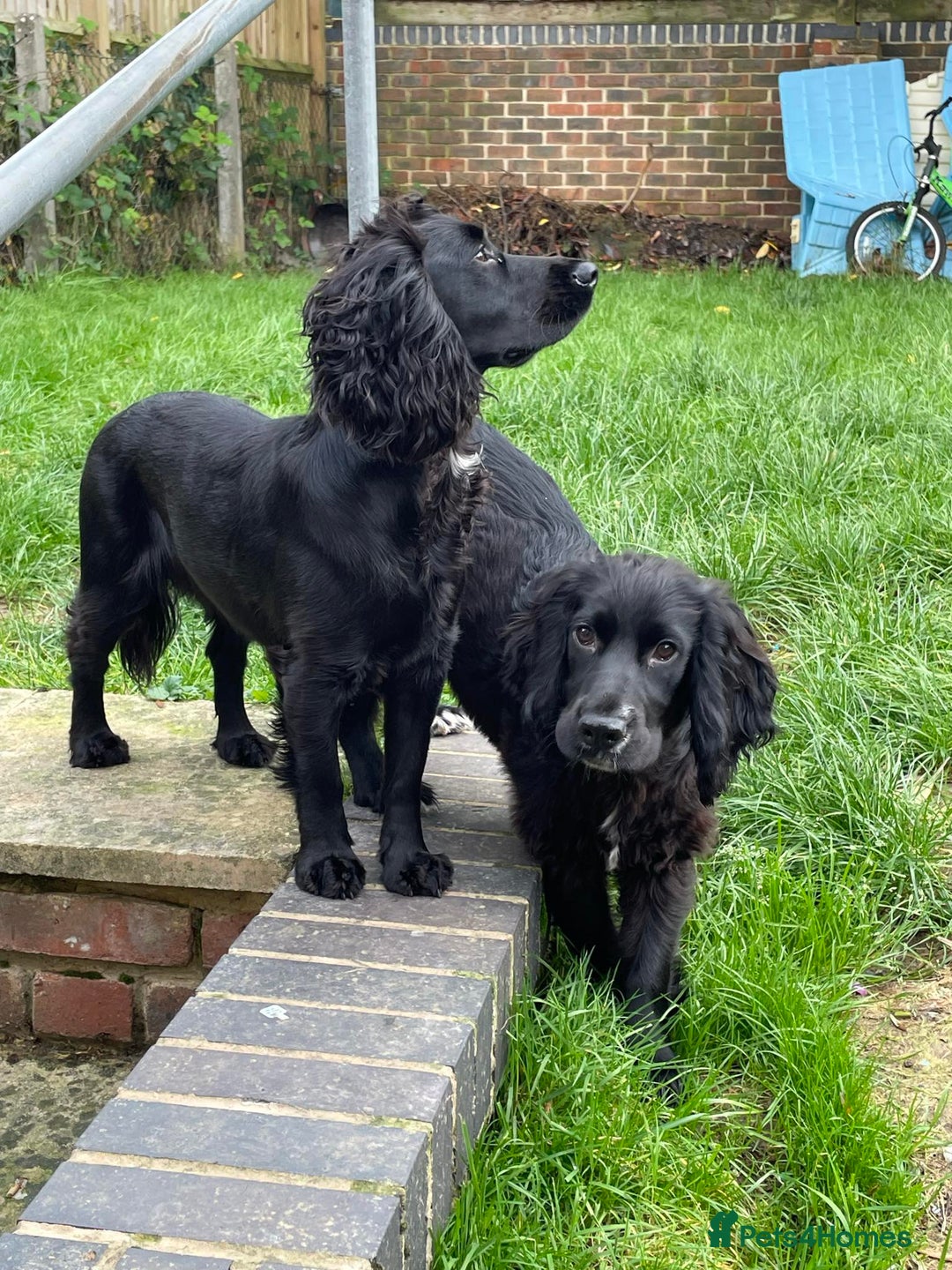 Cocker Spaniel dogs for sale: Litter of cocker spaniels due September  - Image 4