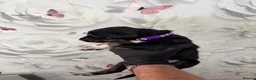 Saluki dogs for sale: DWKC registered Saluki puppies. - Advert 12
