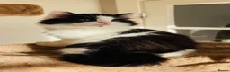 Mixed Breed cats for sale: Kittens for sale ,mixed breed, wonderful behaviour - Advert 25