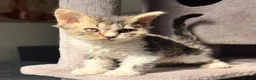 Selkirk Rex cats for sale: Gorgeous Selkirk rex kittens 😻 - Advert 25