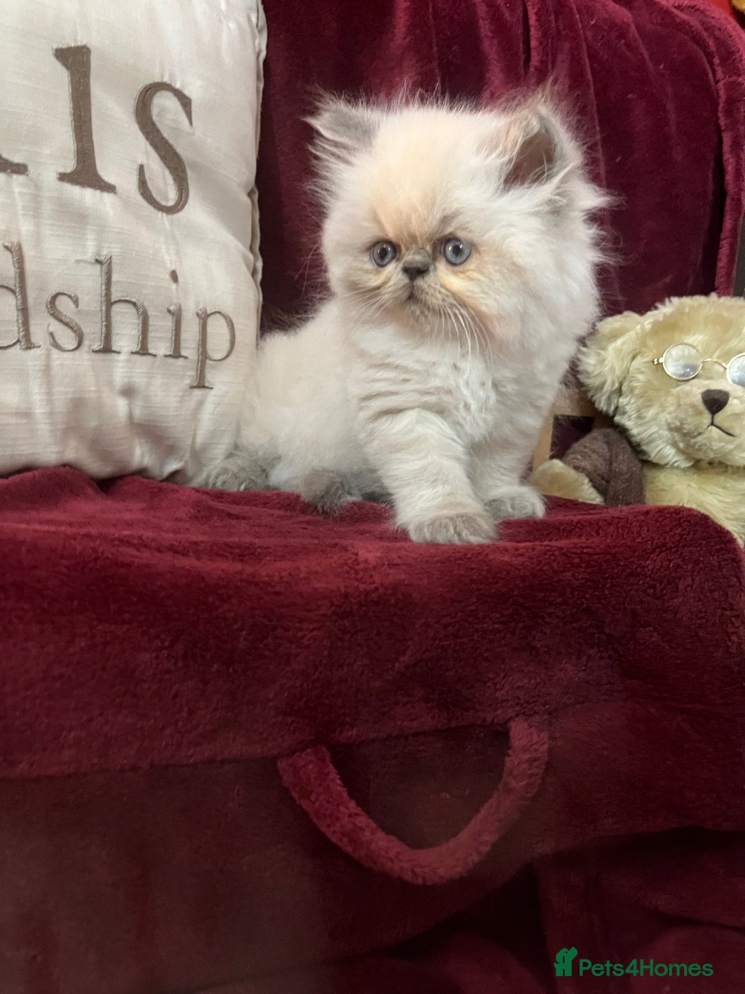 Persian cats for sale: Last kitten Ready Sat. Affectionate Persian Boy 🐾 - Image 5