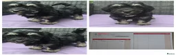 Havanese dogs for sale: 9 Purebred Havanese puppies,7 weeks look.new home - Advert 3