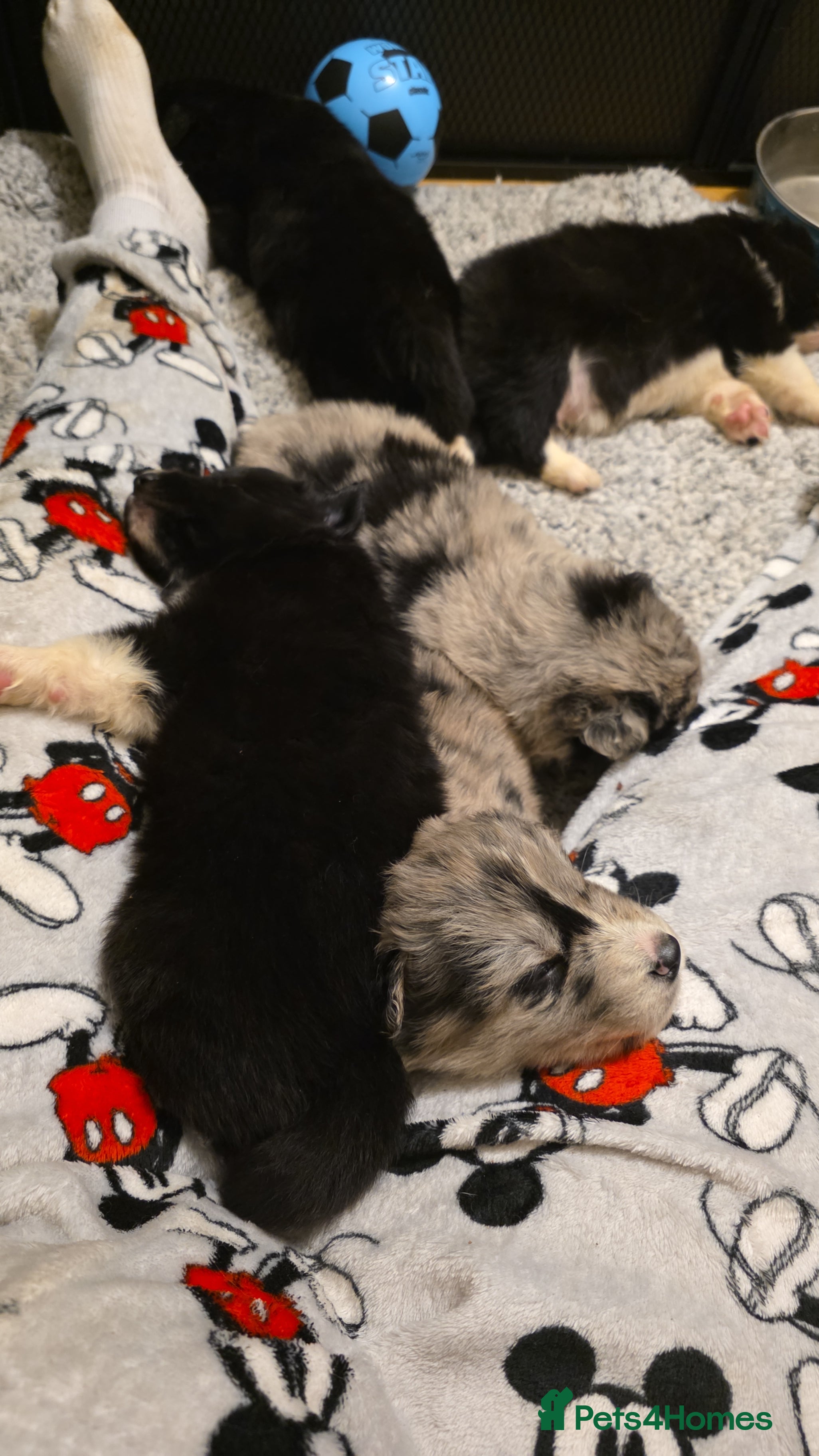 Mixed Breed dogs Husky cross collie puppies - Advert 1