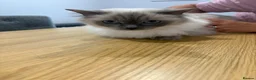 Ragdoll cats for sale: Ragdoll female cat  - Advert 5