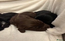 Cocker Spaniel dogs for sale: Cocker Spaniel Pups Seeking Forever Homes!💖 - Image 4