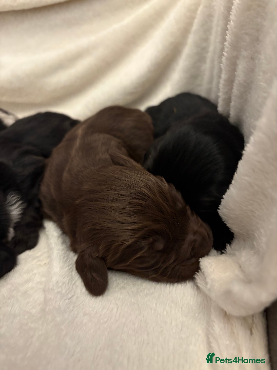 Cocker Spaniel dogs for sale: Cocker Spaniel Pups Seeking Forever Homes!💖 - Image 4