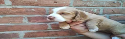 Cocker Spaniel dogs for sale: Cocker Spaniel Puppies  - Advert 13