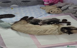Ragcoon cats for sale: 2 Male kittens looking for forever homes  - Image 9