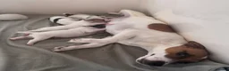 Jack Russell dogs for sale: Smooth coated tan and white jack russels  - Advert 9