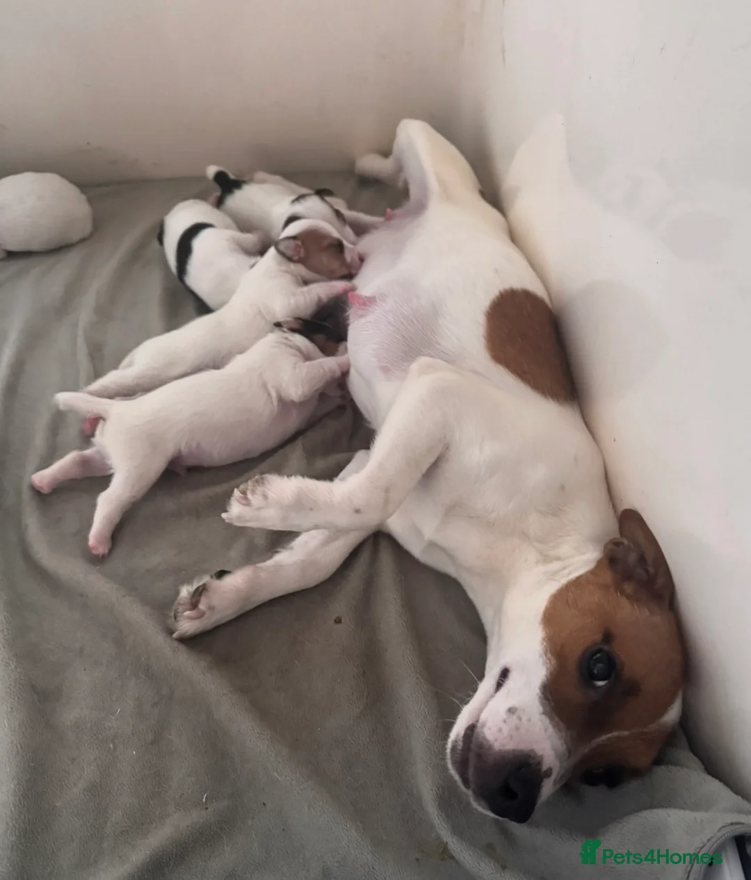 Jack Russell dogs for sale: Smooth coated tan and white jack russels  - Advert 9