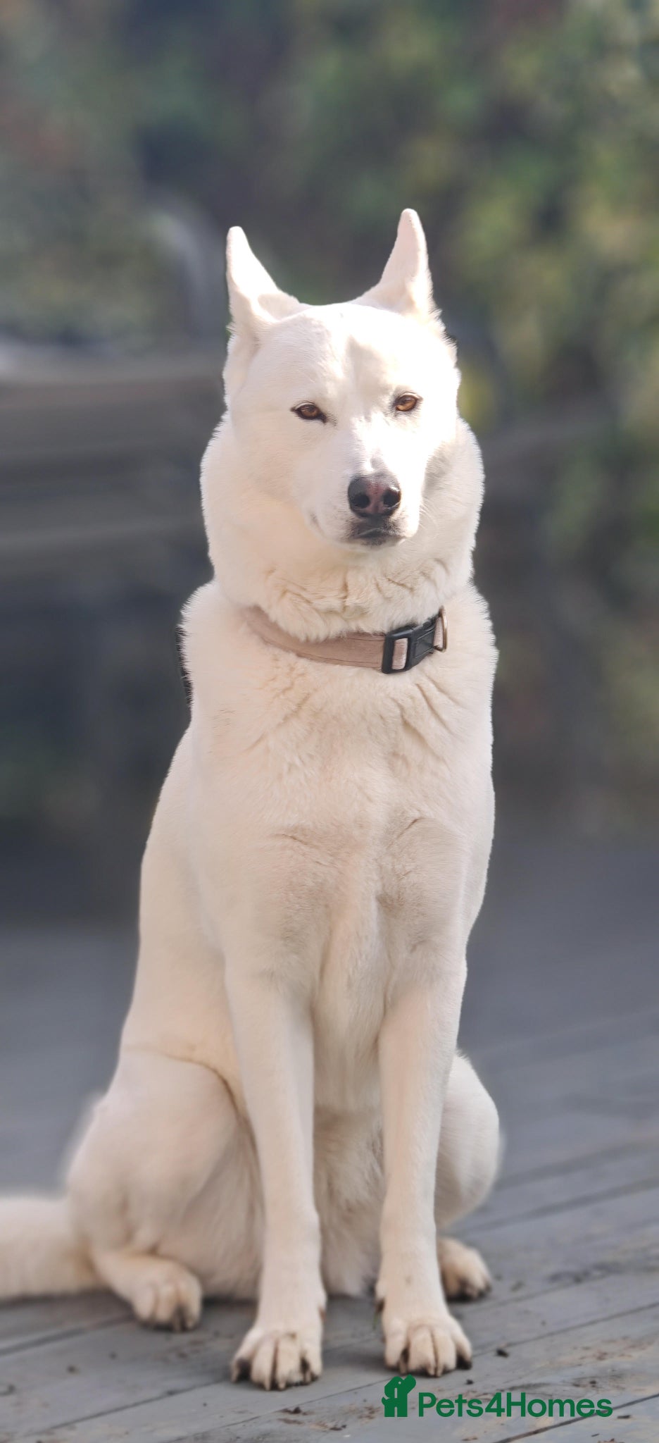 Siberian Husky dogs Beautiful Siberian Husky Puppy  - Advert 1