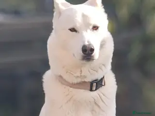 Siberian Husky dogs Beautiful Siberian Husky Puppy - Advert 1