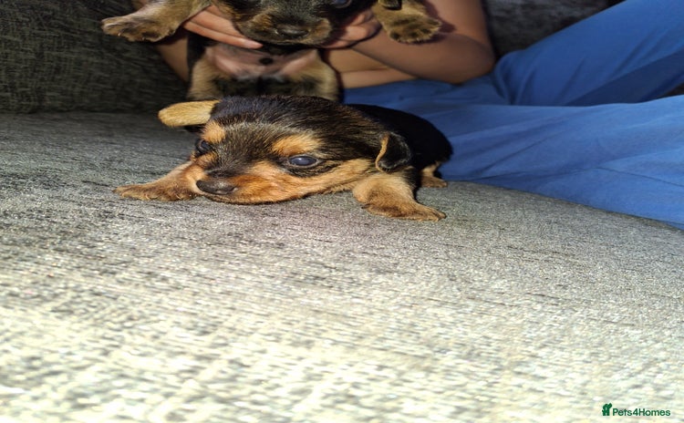 Mixed Breed dogs - Advert 5