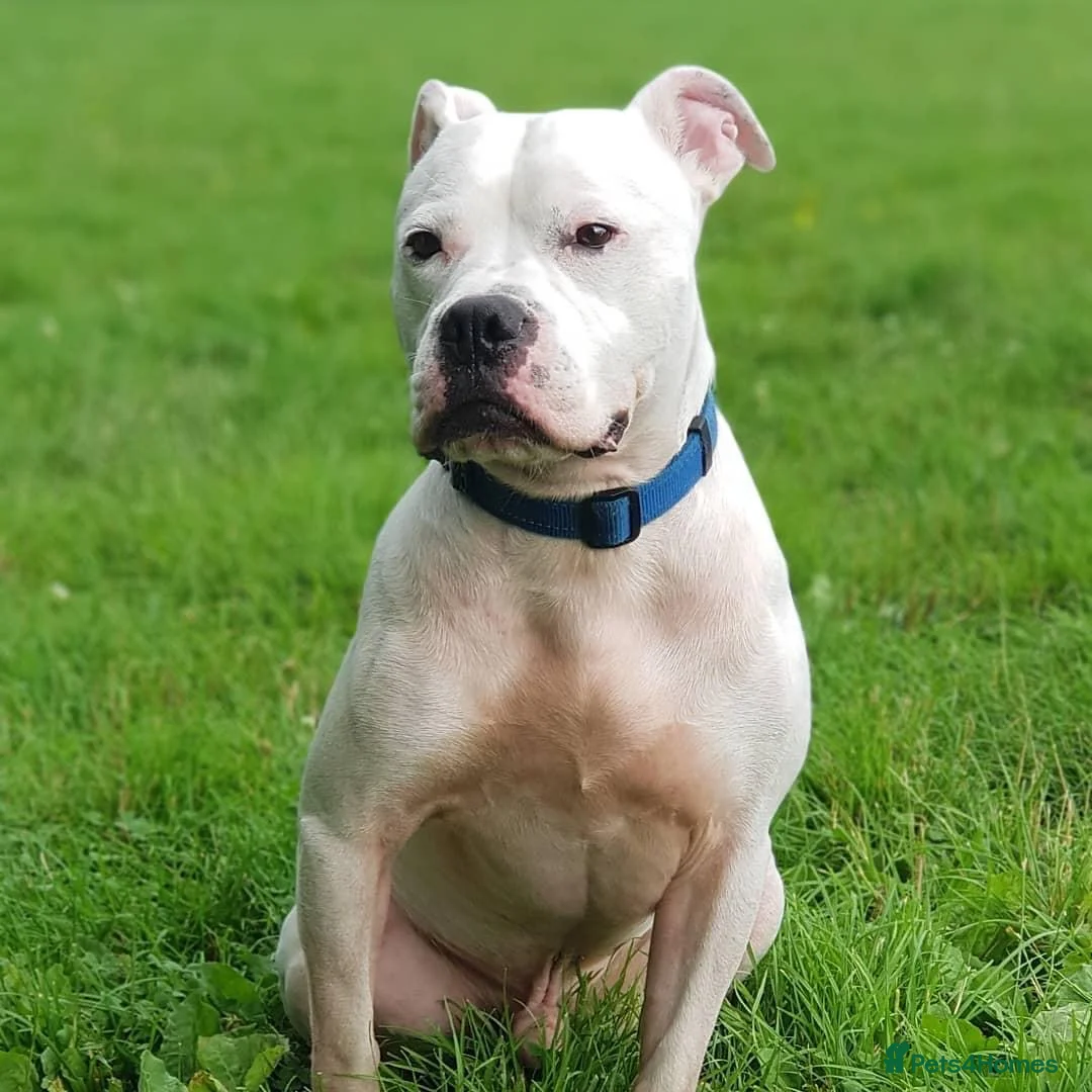 Mixed Breed dogs for sale: Staffy cross boxer - Advert 11