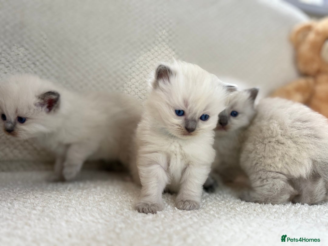 Ragdoll cats for sale: Stunning Bluepoint Ragdoll Kittens for sale - Image 30