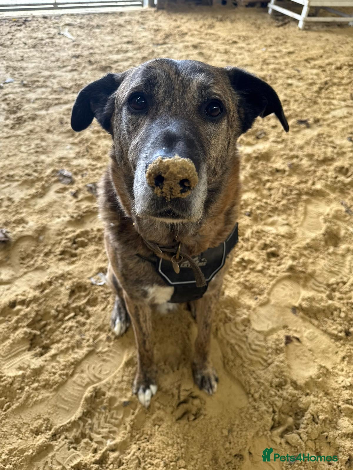 Mixed Breed dogs Camel - Advert 1