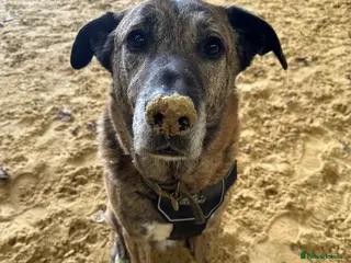 Mixed Breed dogs Camel - Advert 1