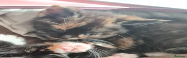 Tortoiseshell 1