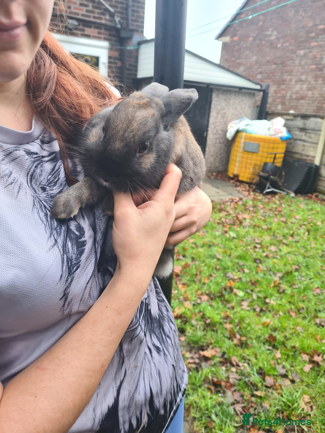 Mini Lop rabbits for sale: Male mini lop X lion head - Advert 2