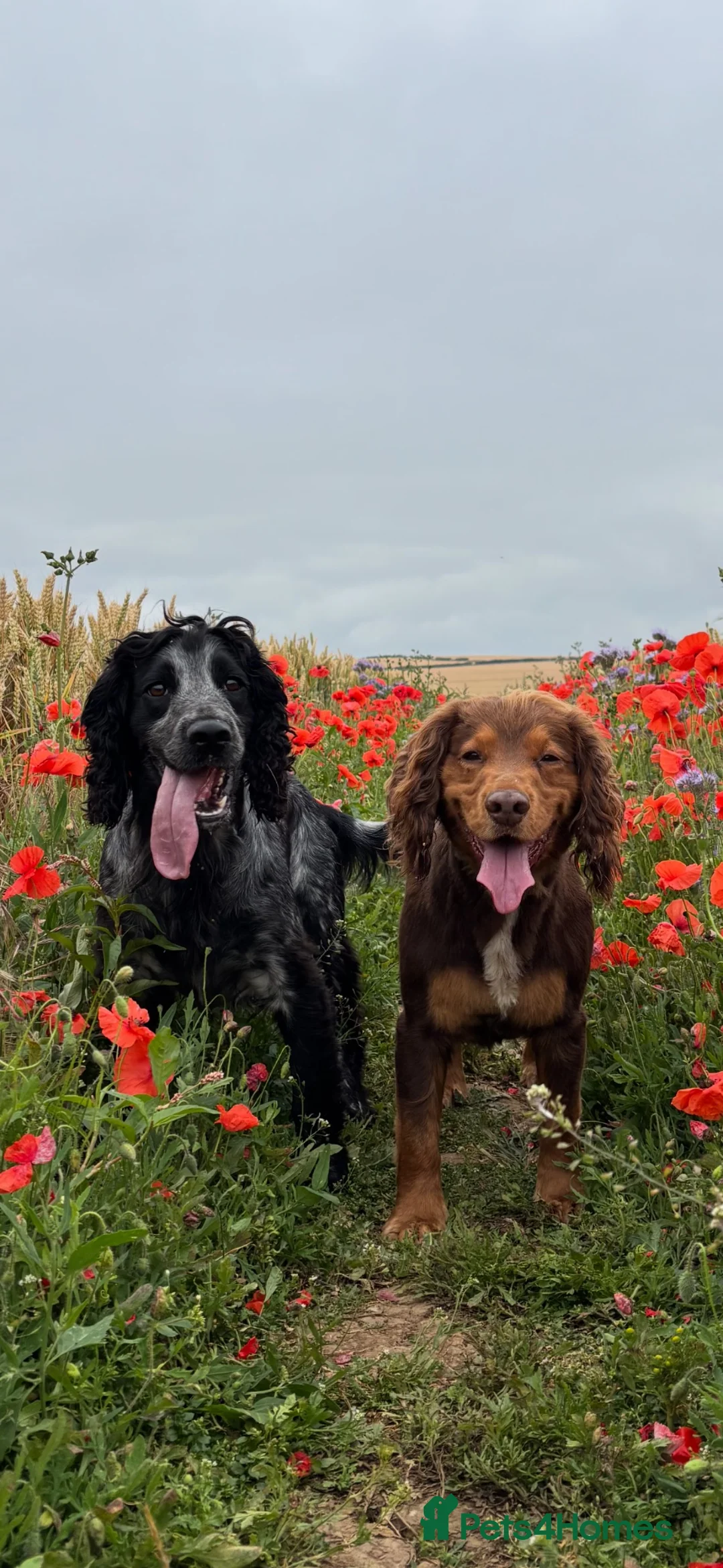 Cocker Spaniel dogs for stud: Cocker Spaniel Stud. Chocolate & Tan . Blue Roan - Advert 2