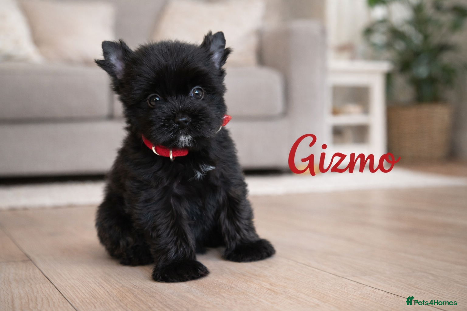 Yorkshire Terrier dogs Yorkshire Terrier  - Advert 8