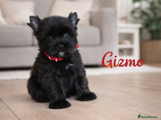 Yorkshire Terrier dogs Yorkshire Terrier - Advert 8