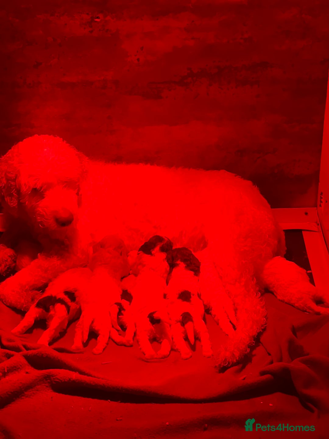 Lagotto Romagnolo dogs for sale: Perfect Lagotto Romagnolo  - Advert 1