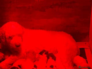 Lagotto Romagnolo dogs Perfect Lagotto Romagnolo - Advert 3