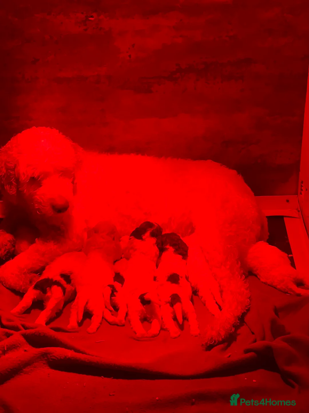 Lagotto Romagnolo dogs for sale: Perfect Lagotto Romagnolo  - Advert 1