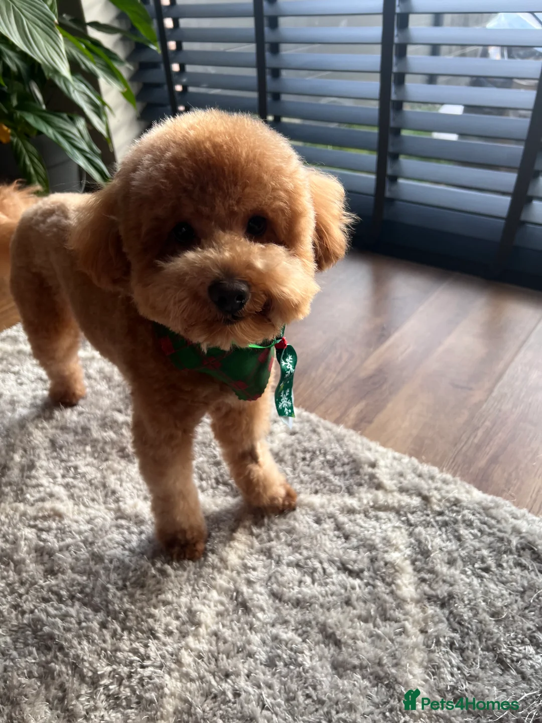 Toy Poodle dogs for stud: Toy Poodle Boy Looking for a Date – Scotland - Advert 6