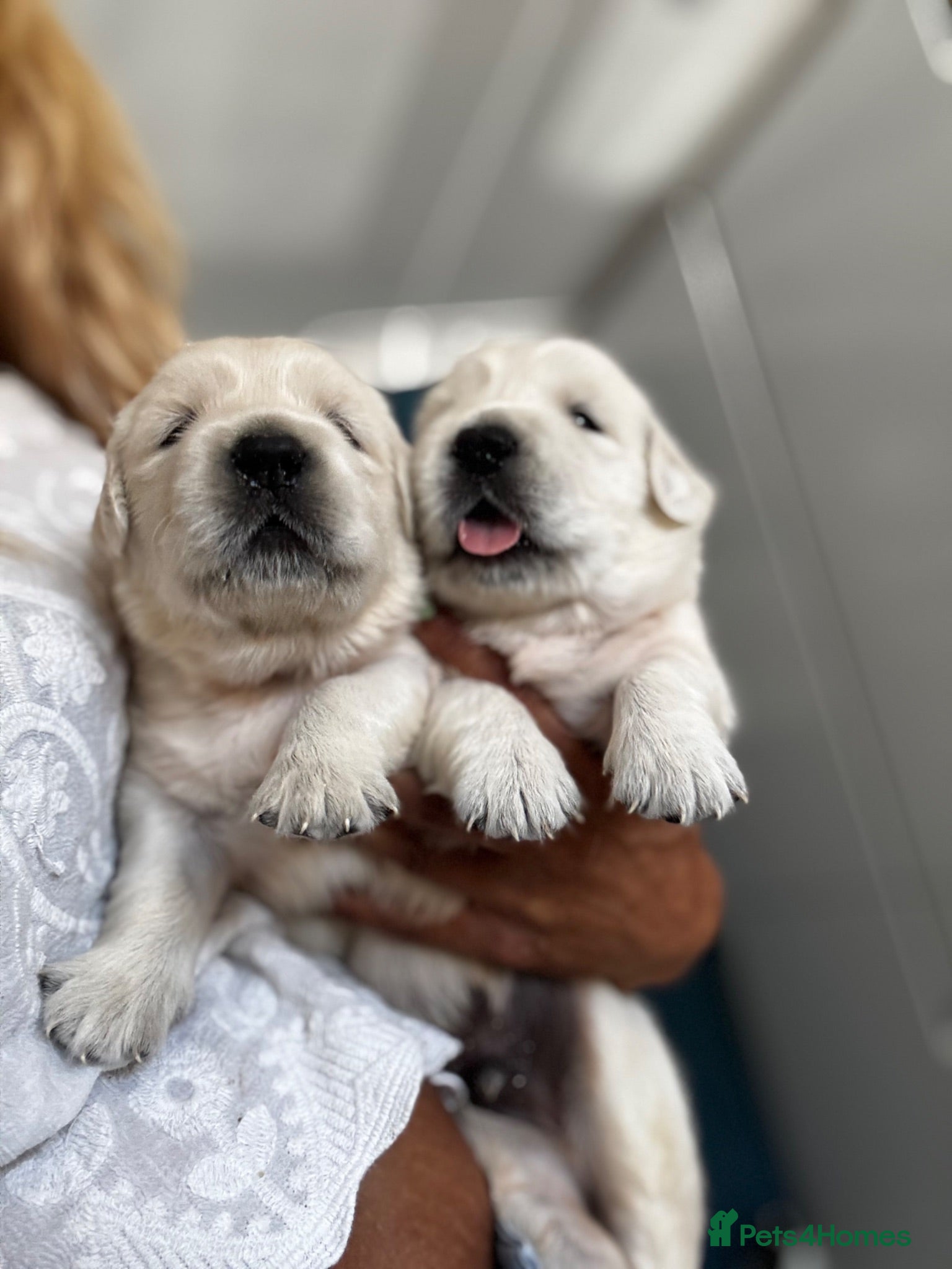 Golden Retriever dogs 9 exceptional Golden retriever  - Advert 2