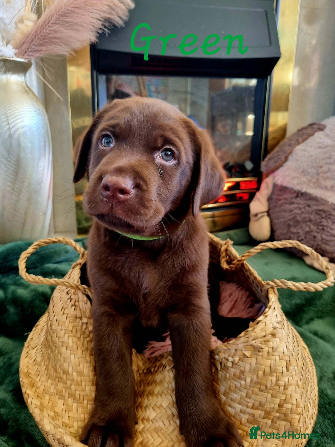 Labrador Retriever dogs for sale: Bundle of Chocolate Joy- Labrador Retrive Puppies - Image 29