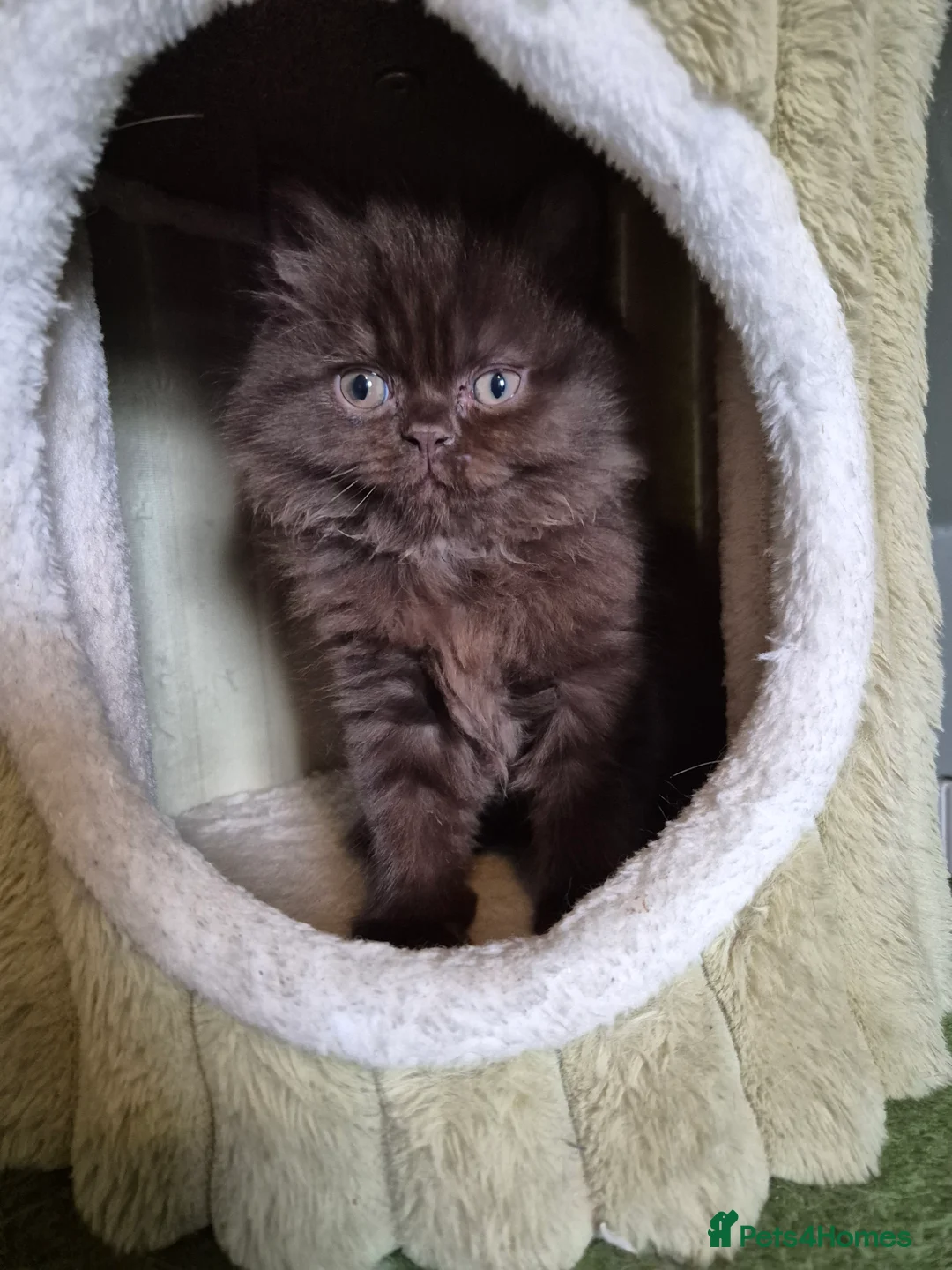 Persian cats for sale: Rare chocolate brown persian - Advert 2