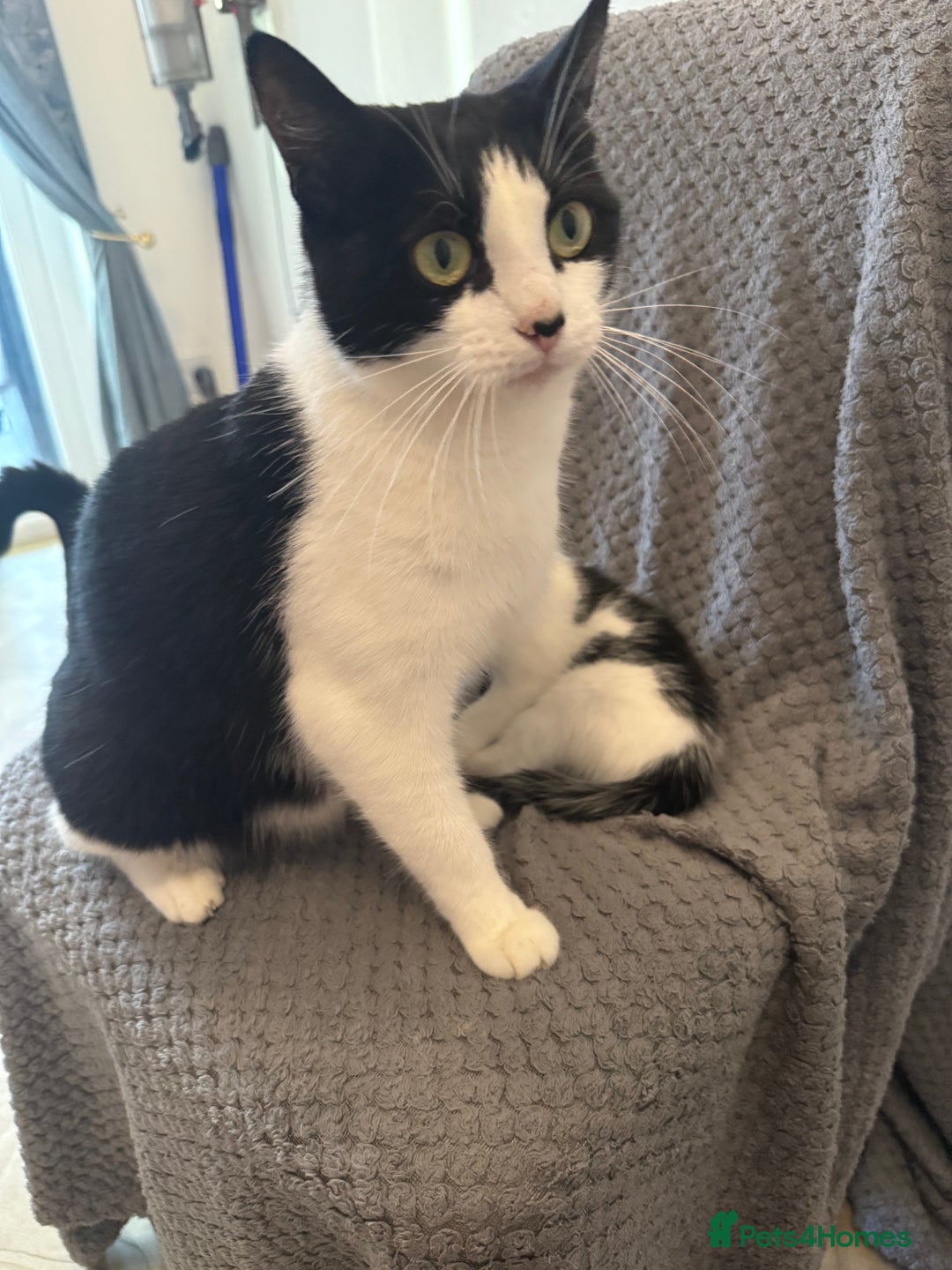 Mixed Breed cats for sale: very friendly kittens looking for a new home - Image 20