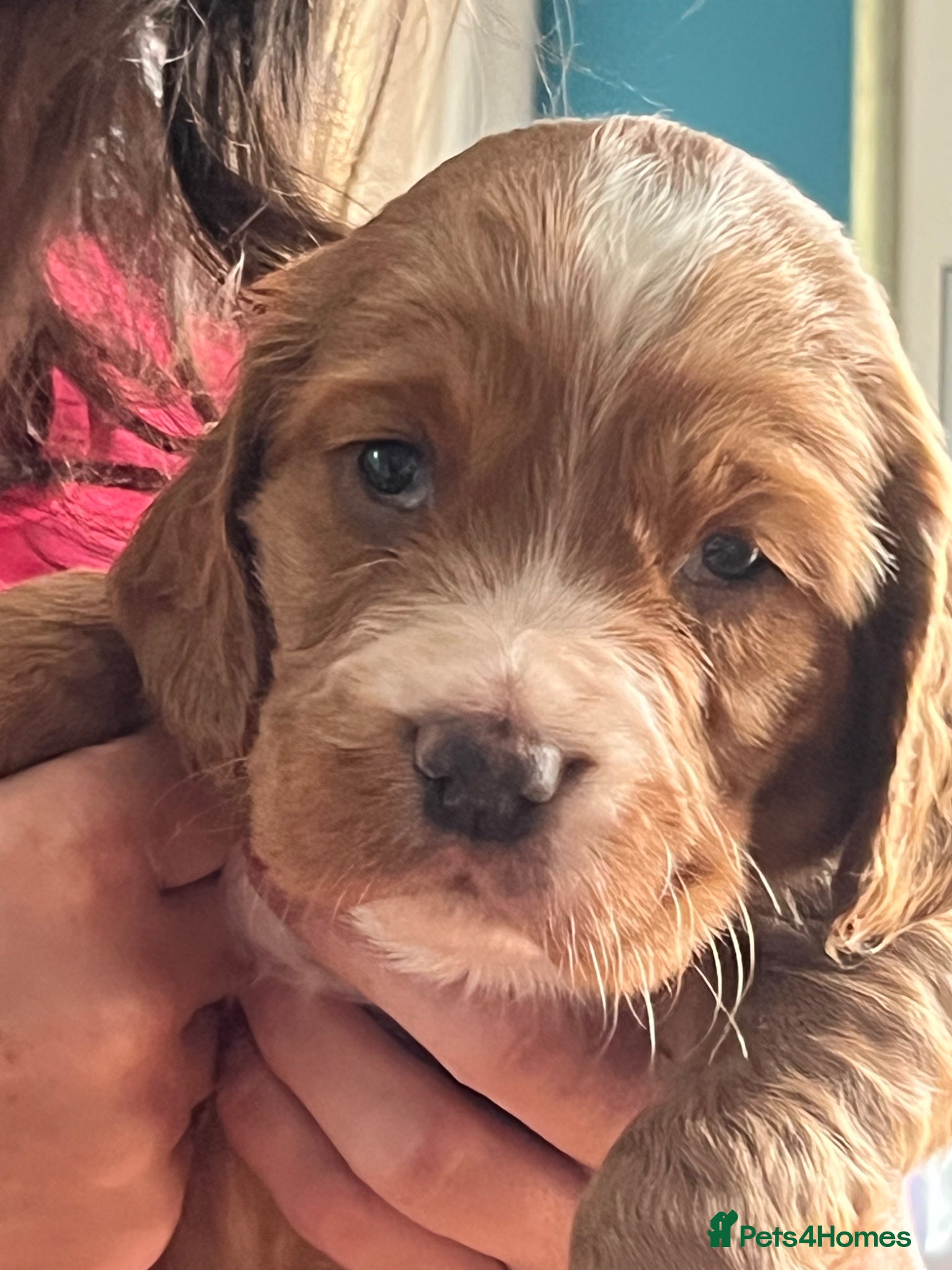 Cocker Spaniel dogs Adorable cocker Spaniel Puppies - Advert 3