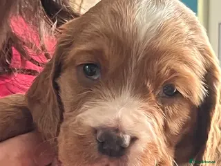 Cocker Spaniel dogs Adorable cocker Spaniel Puppies - Advert 6