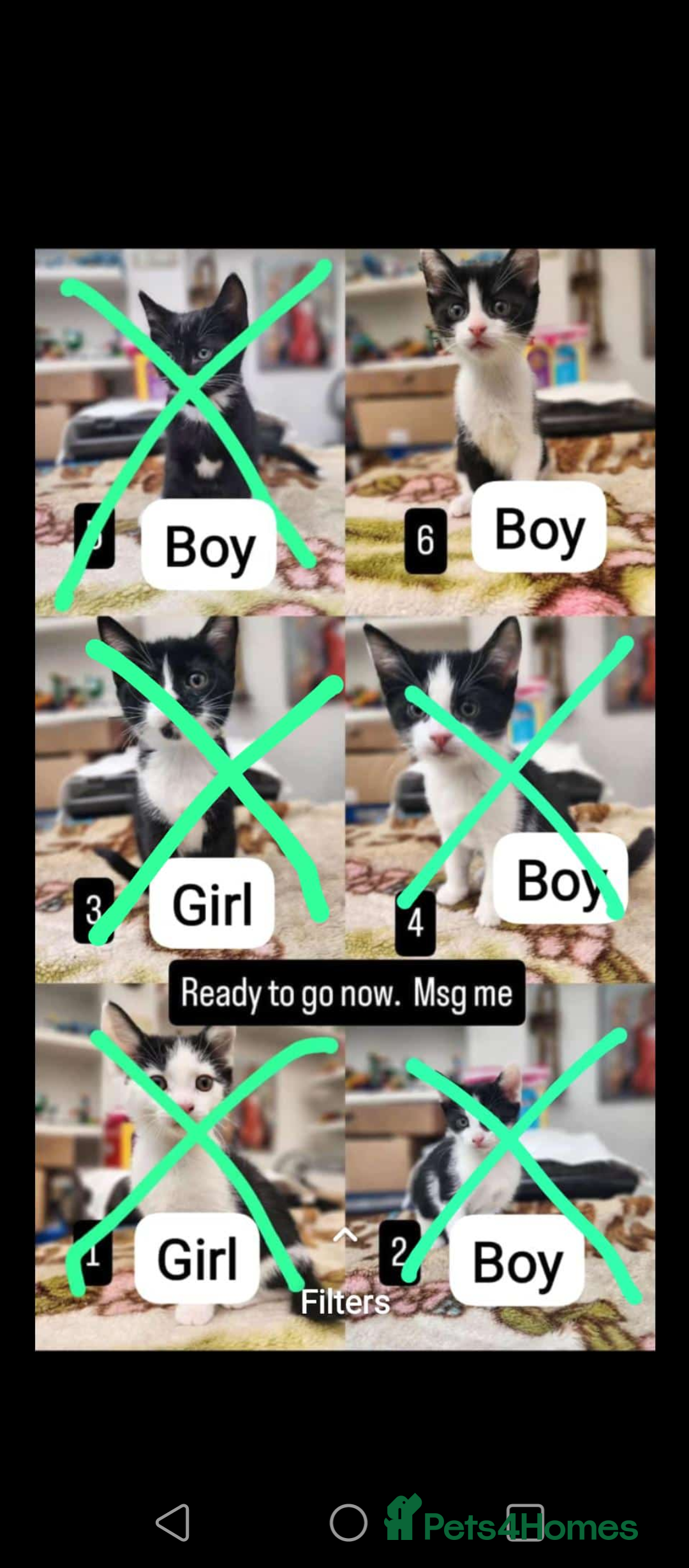 Mixed Breed cats Bombay X British Short Hair - Advert 21